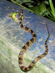 Leptodeira maculata