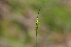 Carex deflexa boottii