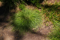 Carex deflexa boottii