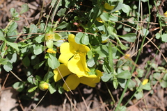 Hibbertia diffusa
