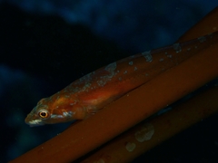 Manacled Sculpin photo 3