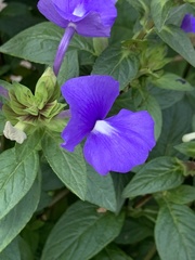 Achetaria azurea