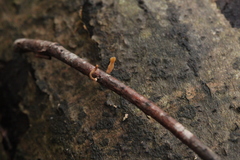 Macrotyphula contorta