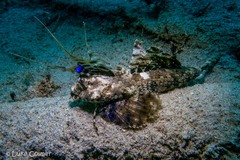 Dactylopus dactylopus