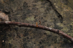 Macrotyphula contorta