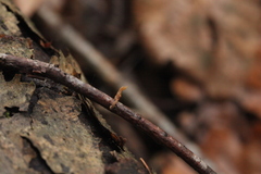 Macrotyphula contorta