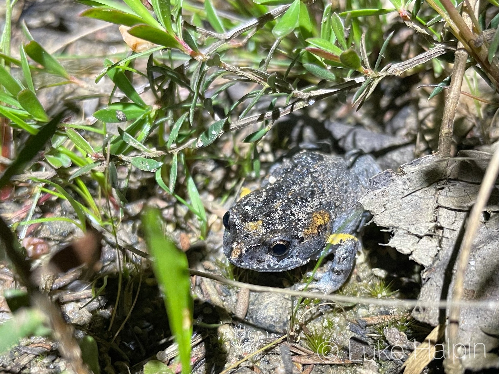 Uperoleia martini Davies & Littlejohn, 1986