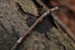 Macrotyphula contorta