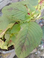 Amaranthus
