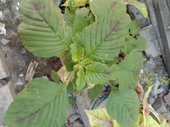 Amaranthus