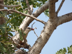 Taccocua leschenaultii