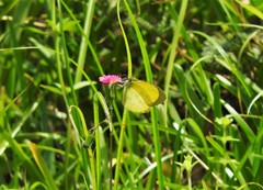 Pyrisitia venusta venusta