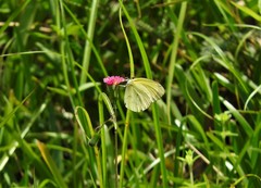 Pyrisitia venusta venusta