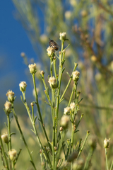 Copestylum marginatum