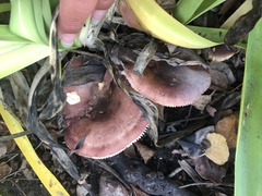 Russula versicolor
