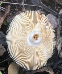 Russula versicolor