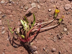 Taraxacum bessarabicum