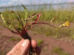 Taraxacum bessarabicum
