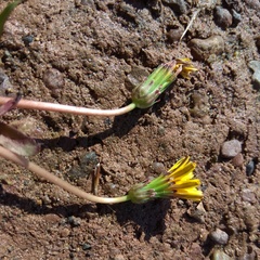 Taraxacum bessarabicum