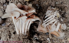 Collybiopsis gibbosa