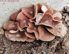Collybiopsis gibbosa
