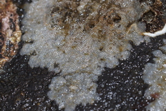 Cryptosula pallasiana