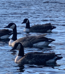 Branta canadensis