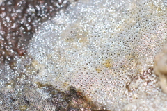 Cryptosula pallasiana