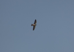 Falco amurensis