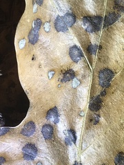 Polystepha quercifolia