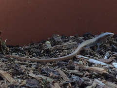 Elgaria multicarinata webbii