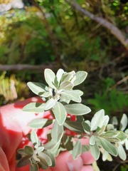Olearia moschata