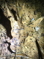 Polystepha quercifolia