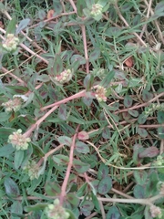 Euphorbia nocens