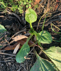 Plantago major