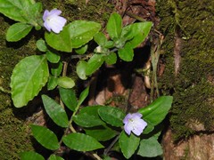Strobilanthes tetrasperma