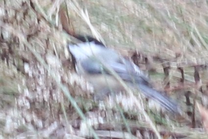 Black-capped Chickadee