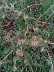Euphorbia nocens