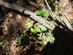 Alchornea aquifolia