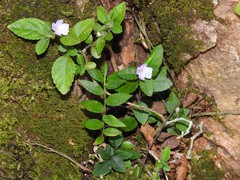 Strobilanthes tetrasperma