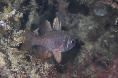 Vincentia conspersa