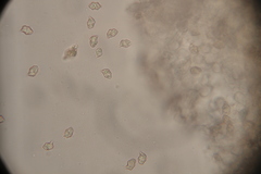 Entoloma sericellum image