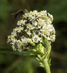 Achillea alpina multiflora