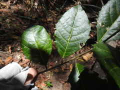 Alchornea aquifolia