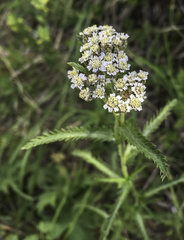 Achillea alpina multiflora