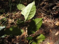 Alchornea aquifolia