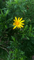 Euryops pectinatus