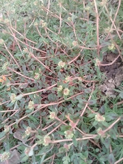 Euphorbia nocens