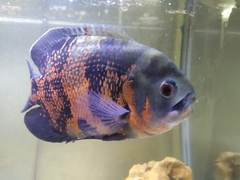 Astronotus