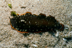 Soleichthys maculosus